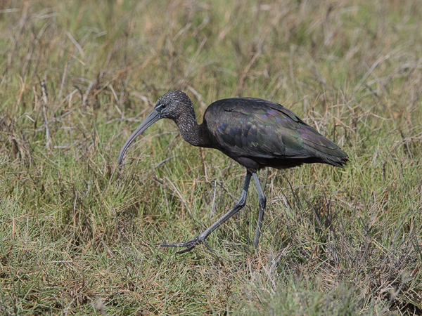 Pronssi-iibis, Glossy Ibis, Plegadis falcinellus