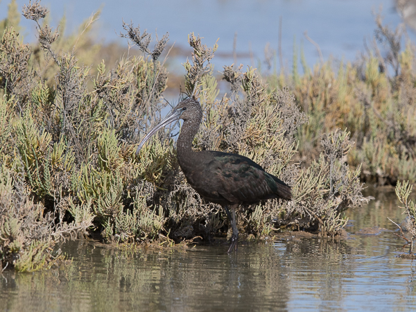 Pronssi-iibis, Glossy Ibis, Plegadis falcinellus