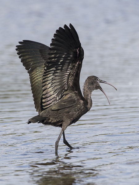 Pronssi-iibis, Glossy Ibis, Plegadis falcinellus