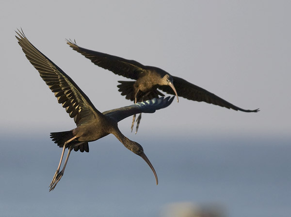 Pronssi-iibis, Glossy Ibis, Plegadis falcinellus
