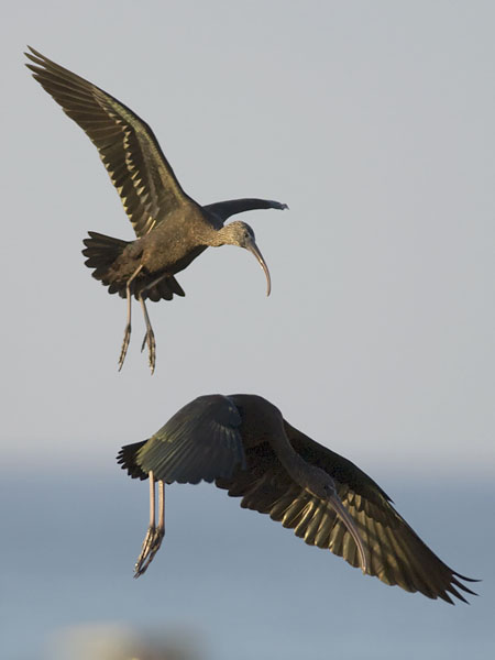 Pronssi-iibis, Glossy Ibis, Plegadis falcinellus