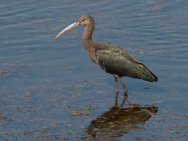 Pronssi-iibis, Glossy Ibis, Plegadis falcinellus
