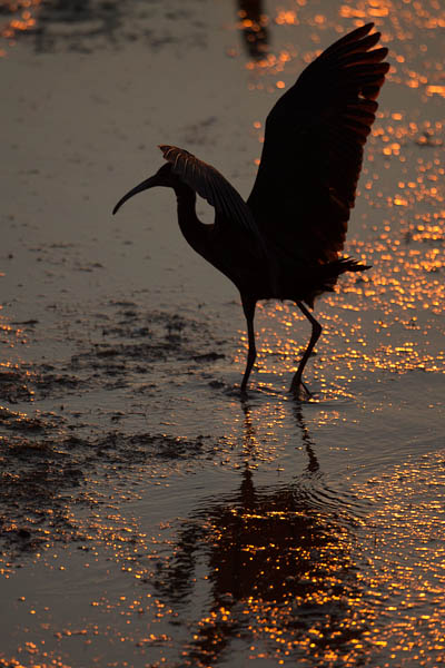 Pronssi-iibis, Glossy Ibis, Plegadis falcinellus