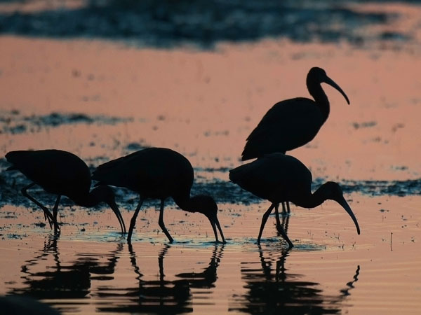 Pronssi-iibis, Glossy Ibis, Plegadis falcinellus