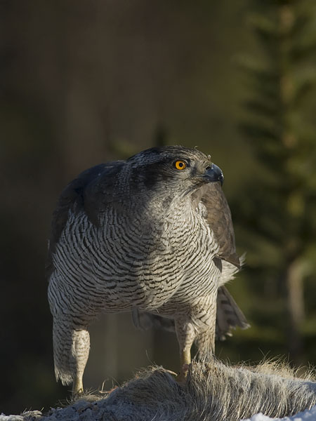 Kanahaukka, Northern Goshawk, Accipiter gentilis