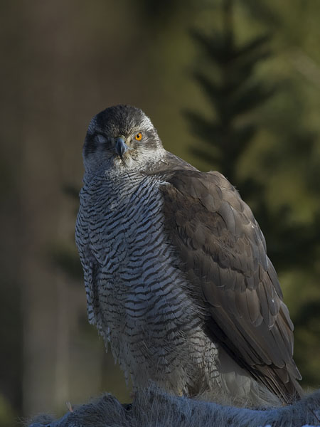 Kanahaukka, Northern Goshawk, Accipiter gentilis