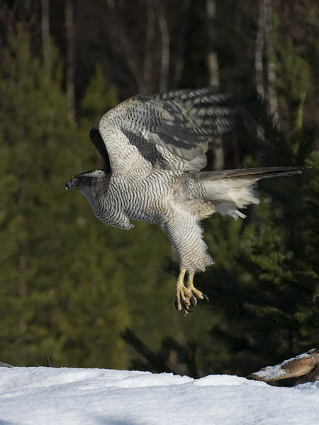 Kanahaukka, Northern Goshawk, Accipiter gentilis