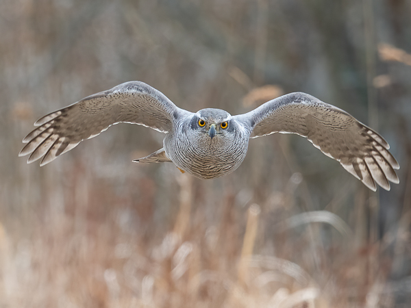 Kanahaukka, Northern Goshawk, Accipiter gentilis