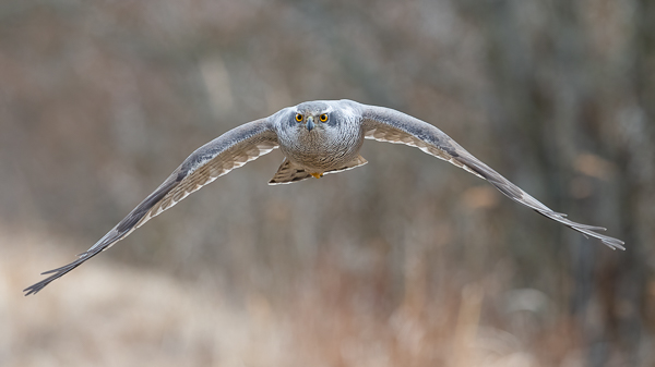 Kanahaukka, Northern Goshawk, Accipiter gentilis