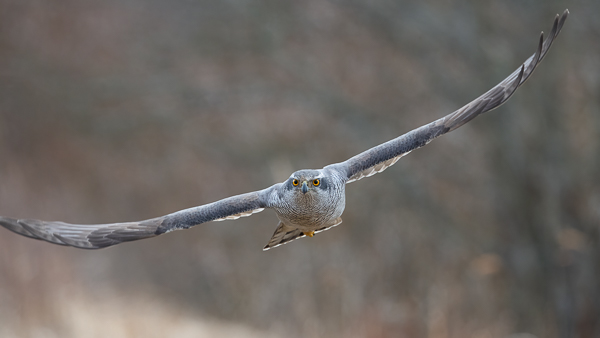 Kanahaukka, Northern Goshawk, Accipiter gentilis