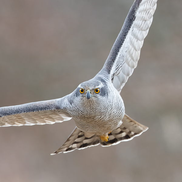 Kanahaukka, Northern Goshawk, Accipiter gentilis