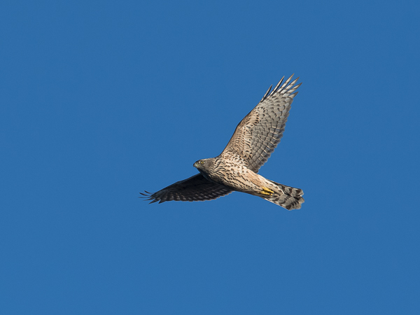 Kanahaukka, Northern Goshawk, Accipiter gentilis