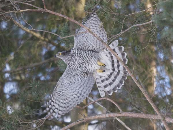Kanahaukka, Northern Goshawk, Accipiter gentilis