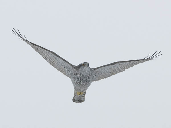 Kanahaukka, Northern Goshawk, Accipiter gentilis