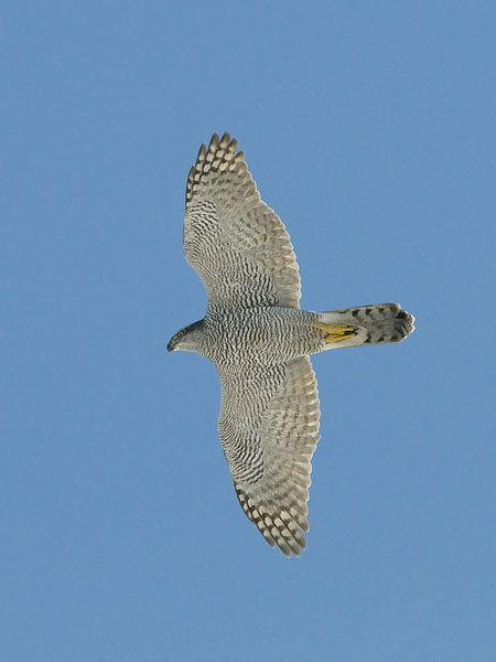 Kanahaukka, Northern Goshawk, Accipiter gentilis