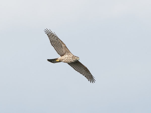 Kanahaukka, Northern Goshawk, Accipiter gentilis