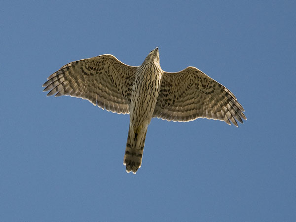 Kanahaukka, Northern Goshawk, Accipiter gentilis