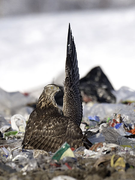 Kanahaukka, Northern Goshawk, Accipiter gentilis