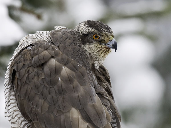 Kanahaukka, Northern Goshawk, Accipiter gentilis