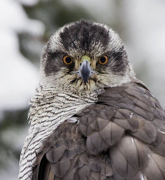 Kanahaukka, Northern Goshawk, Accipiter gentilis