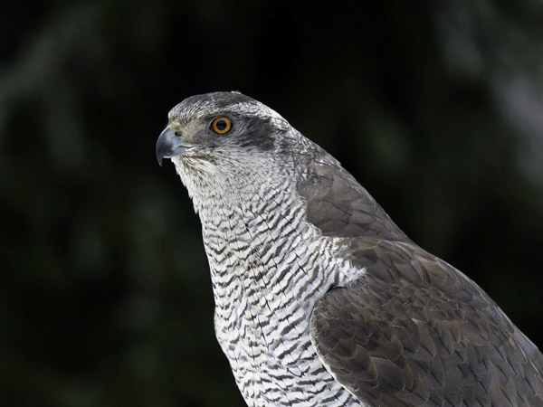Kanahaukka, Northern Goshawk, Accipiter gentilis