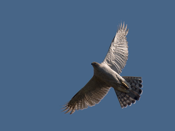 Kanahaukka, Northern Goshawk, Accipiter gentilis