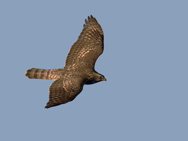 Kanahaukka, Northern Goshawk, Accipiter gentilis