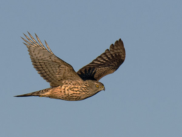 Kanahaukka, Northern Goshawk, Accipiter gentilis