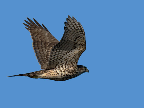 Kanahaukka, Northern Goshawk, Accipiter gentilis