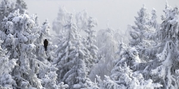 Kanahaukka, Northern Goshawk, Accipiter gentilis