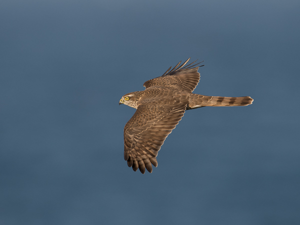 Varpushaukka, Eurasian Sparrowhawk, Accipiter nisus