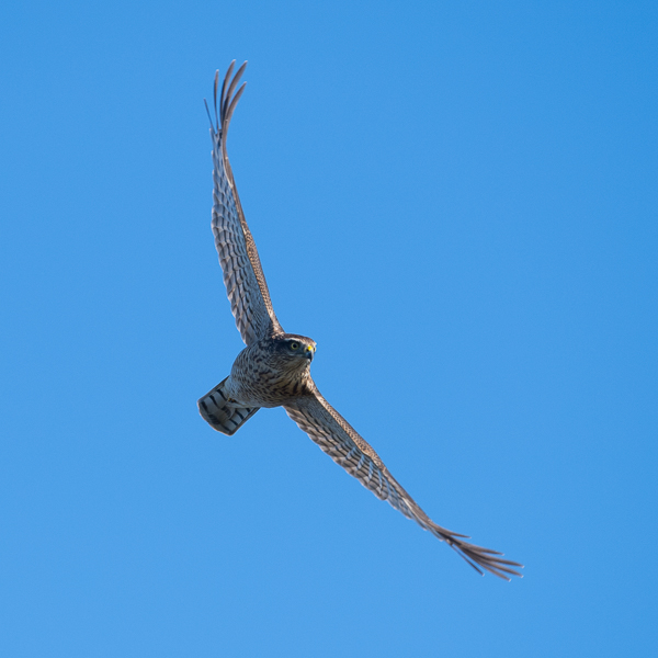 Varpushaukka, Eurasian Sparrowhawk, Accipiter nisus