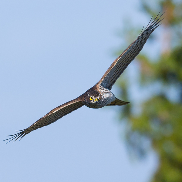 Varpushaukka, Eurasian Sparrowhawk, Accipiter nisus