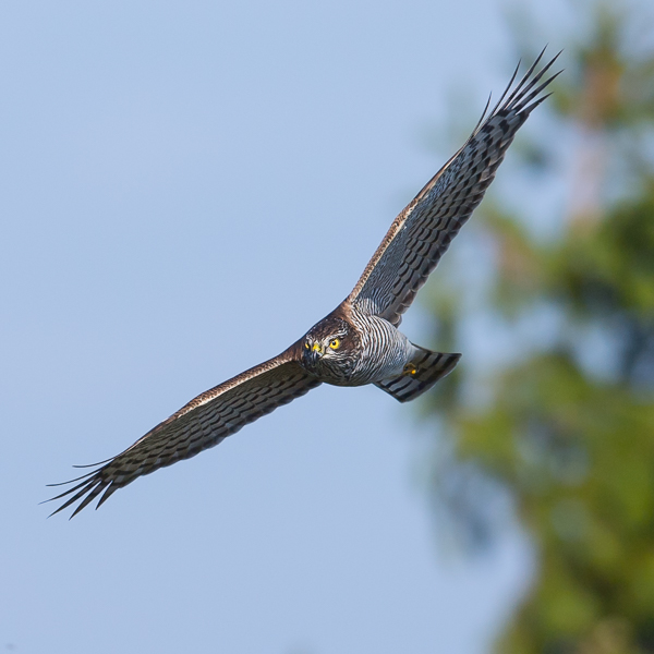 Varpushaukka, Eurasian Sparrowhawk, Accipiter nisus