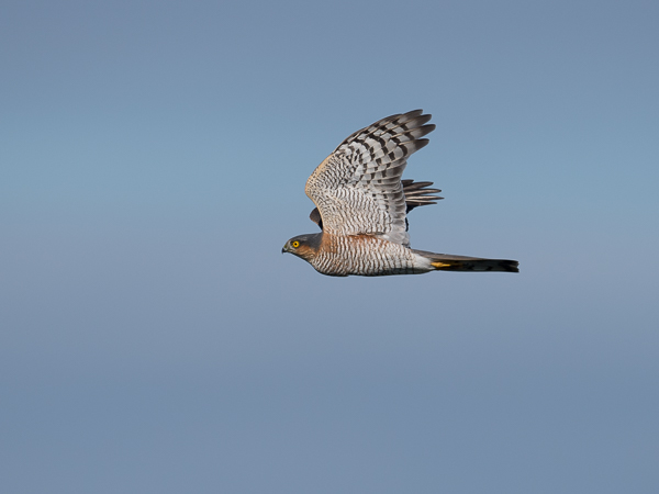 Varpushaukka, Eurasian Sparrowhawk, Accipiter nisus