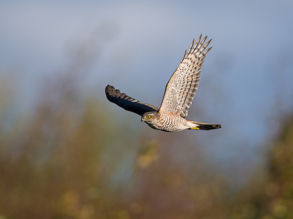 Varpushaukka, Eurasian Sparrowhawk, Accipiter nisus