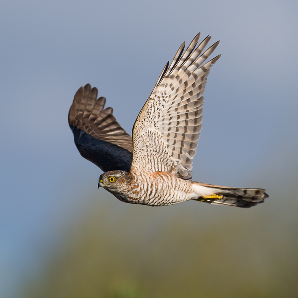 Varpushaukka, Eurasian Sparrowhawk, Accipiter nisus