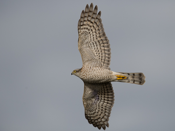 Varpushaukka, Eurasian Sparrowhawk, Accipiter nisus