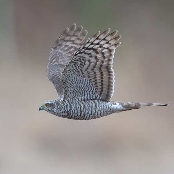 Varpushaukka, Eurasian Sparrowhawk, Accipiter nisus