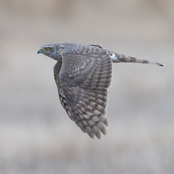 Varpushaukka, Eurasian Sparrowhawk, Accipiter nisus