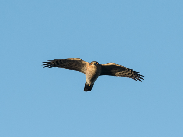Varpushaukka, Eurasian Sparrowhawk, Accipiter nisus