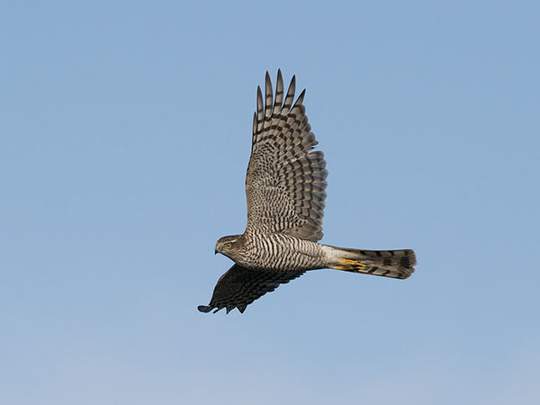 Varpushaukka, Eurasian Sparrowhawk, Accipiter nisus