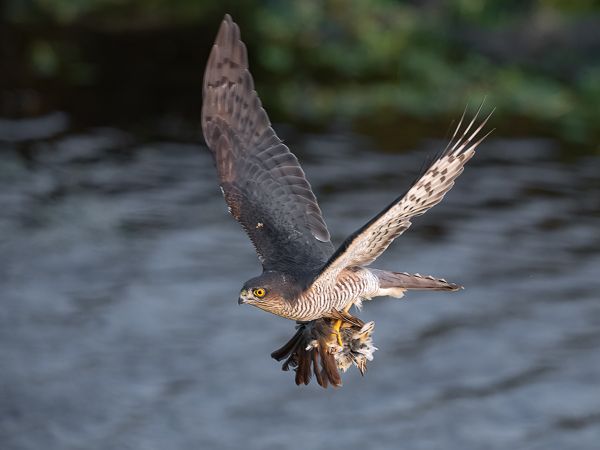Varpushaukka, Eurasian Sparrowhawk, Accipiter nisus