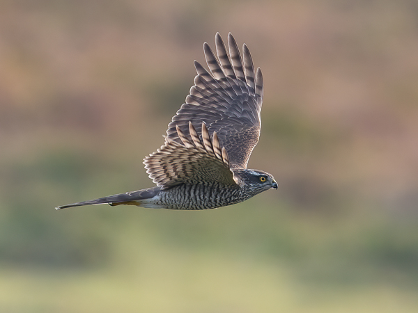 Varpushaukka, Eurasian Sparrowhawk, Accipiter nisus