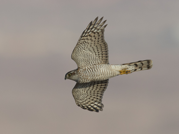 Varpushaukka, Eurasian Sparrowhawk, Accipiter nisus