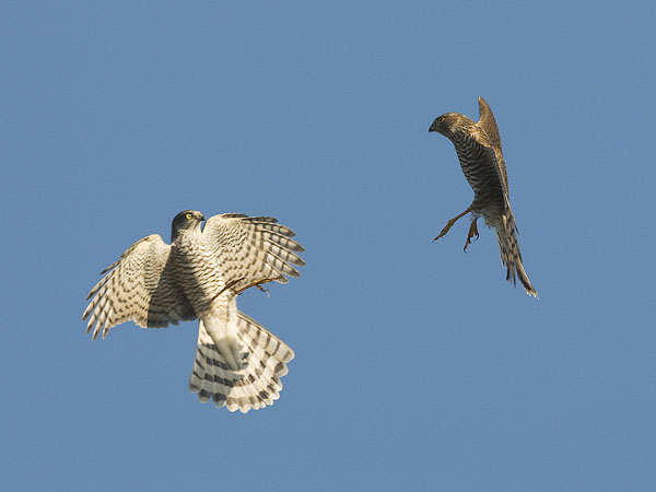 Varpushaukka, Eurasian Sparrowhawk, Accipiter nisus
