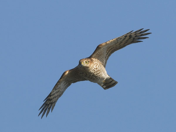 Varpushaukka, Eurasian Sparrowhawk, Accipiter nisus