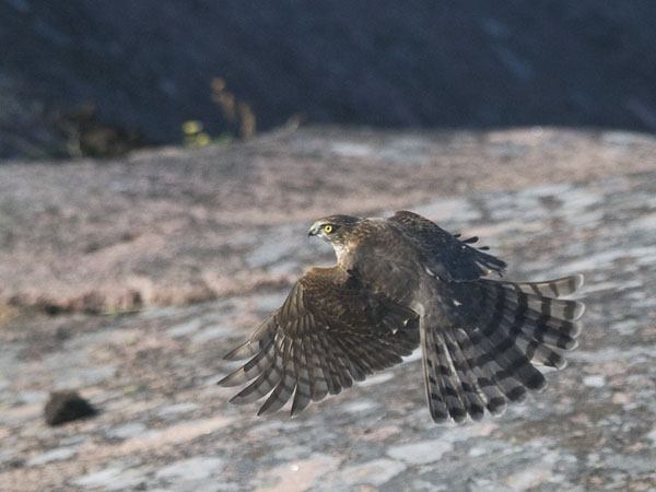 Varpushaukka, Eurasian Sparrowhawk, Accipiter nisus