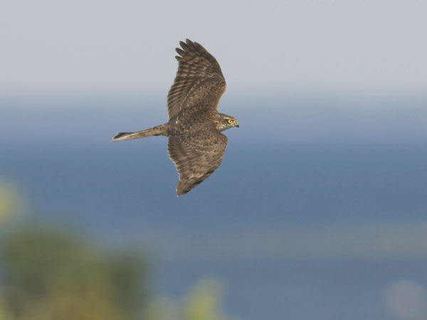 Varpushaukka, Eurasian Sparrowhawk, Accipiter nisus