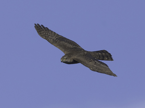 Varpushaukka, Eurasian Sparrowhawk, Accipiter nisus